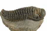 Colorful Crotalocephalina Trilobite - Atchana, Morocco #325997-1